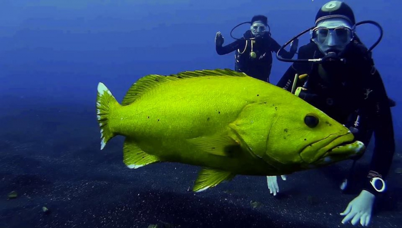 Extra Divers