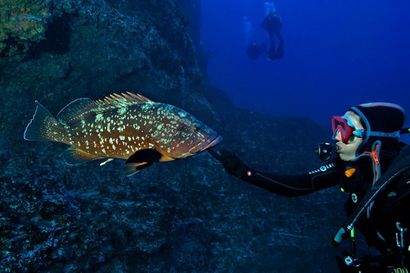 La Restinga Diving