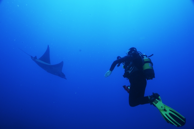 The Green Shark